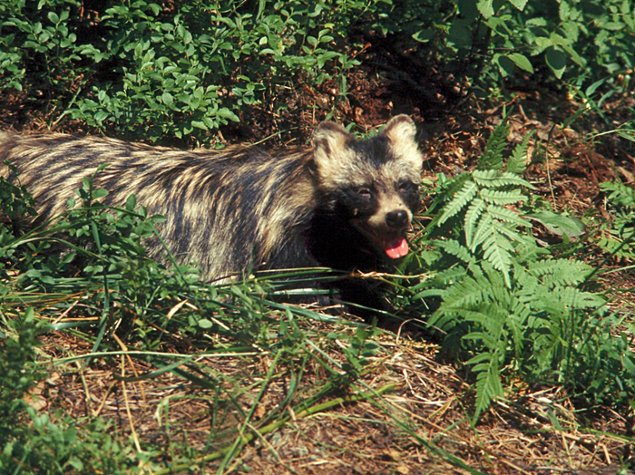 «Ефросинья Пална» — большая любительница ночных променадов. Даже название рода "Nyctereutes" переводится на русский язык как «вечерний странник».