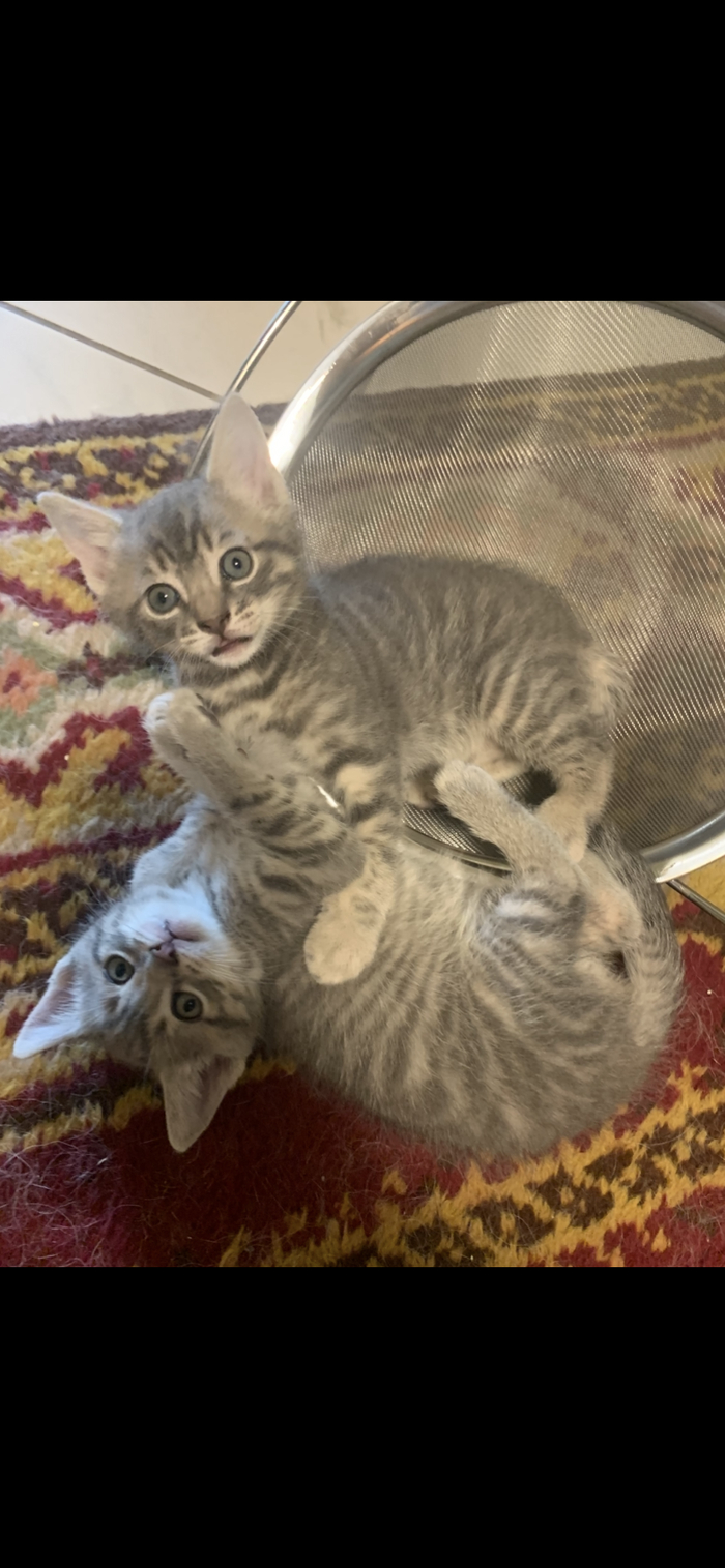 Это прошлый помёт.