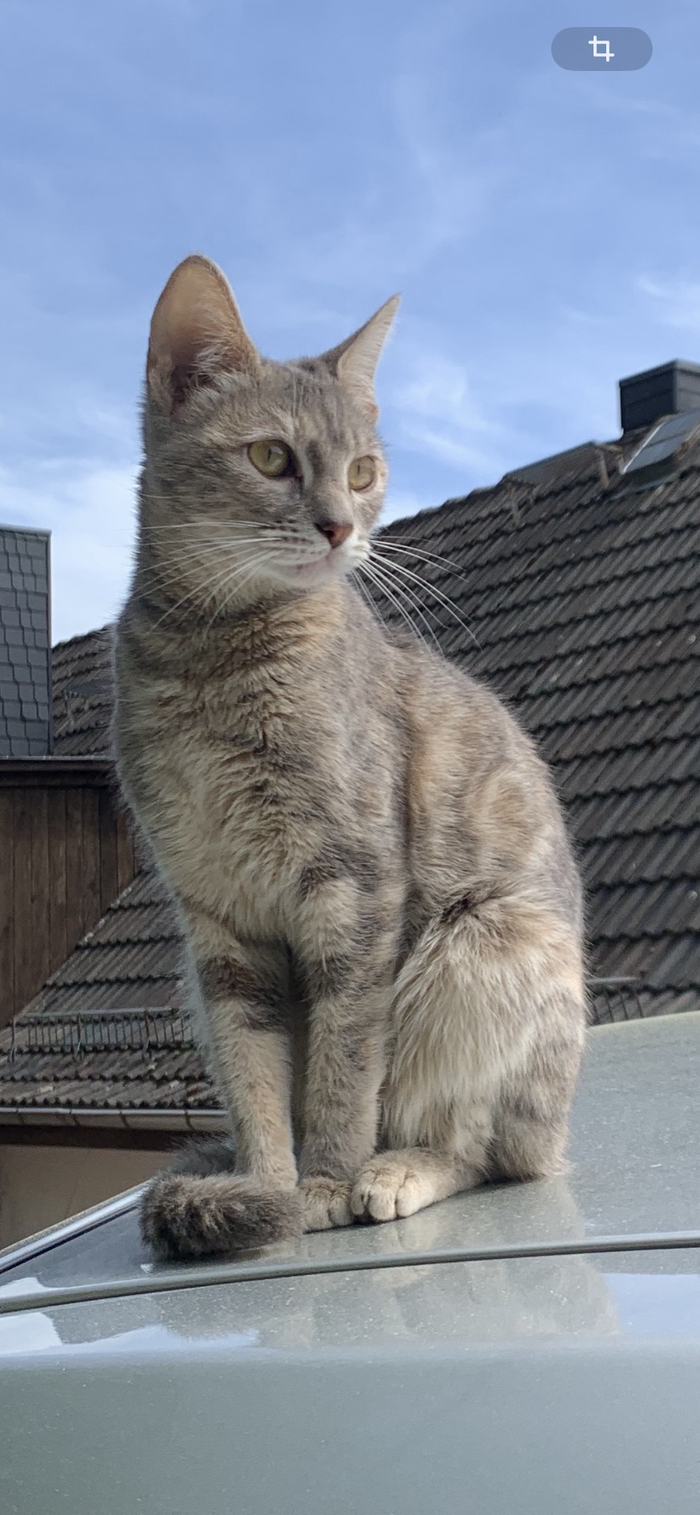 Шеда (Shadow) собственной персоной мама.