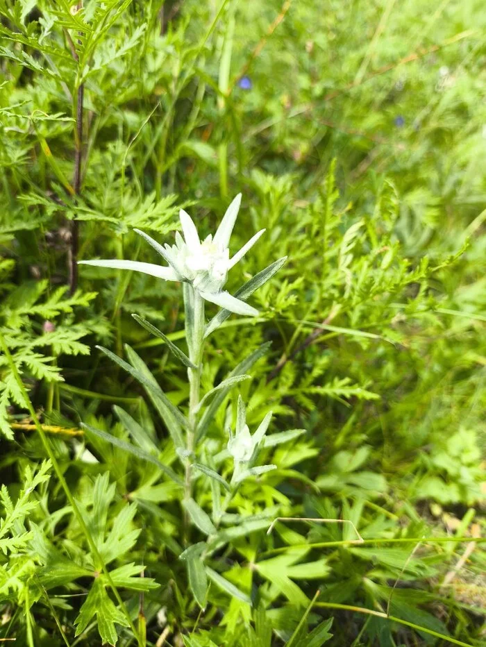 Маленькая жизнь в маленьком селе Республика Алтай, Горы, Планы на лето, Лето, Чемальский район, Длиннопост