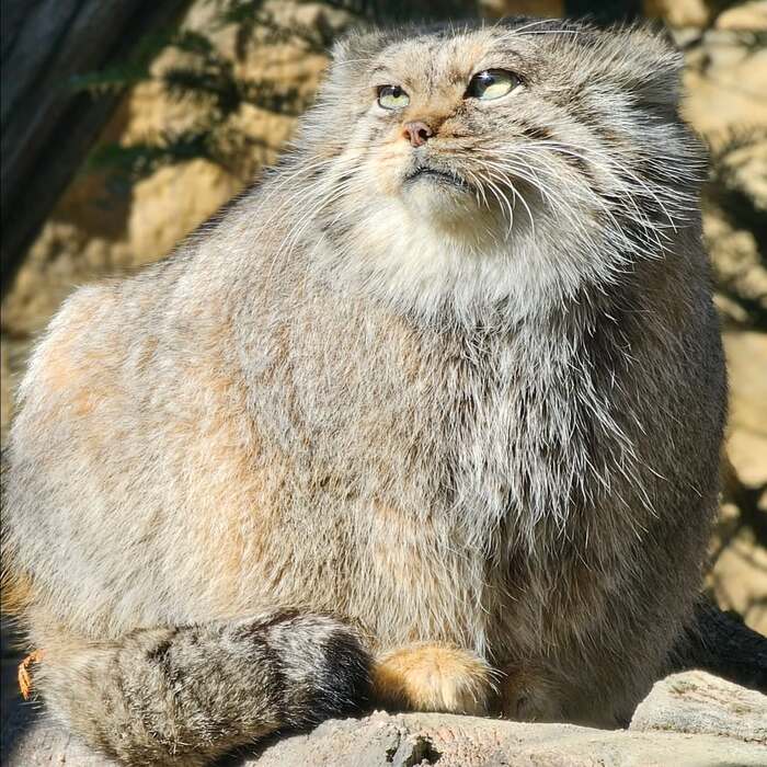 Блеск этих глаз