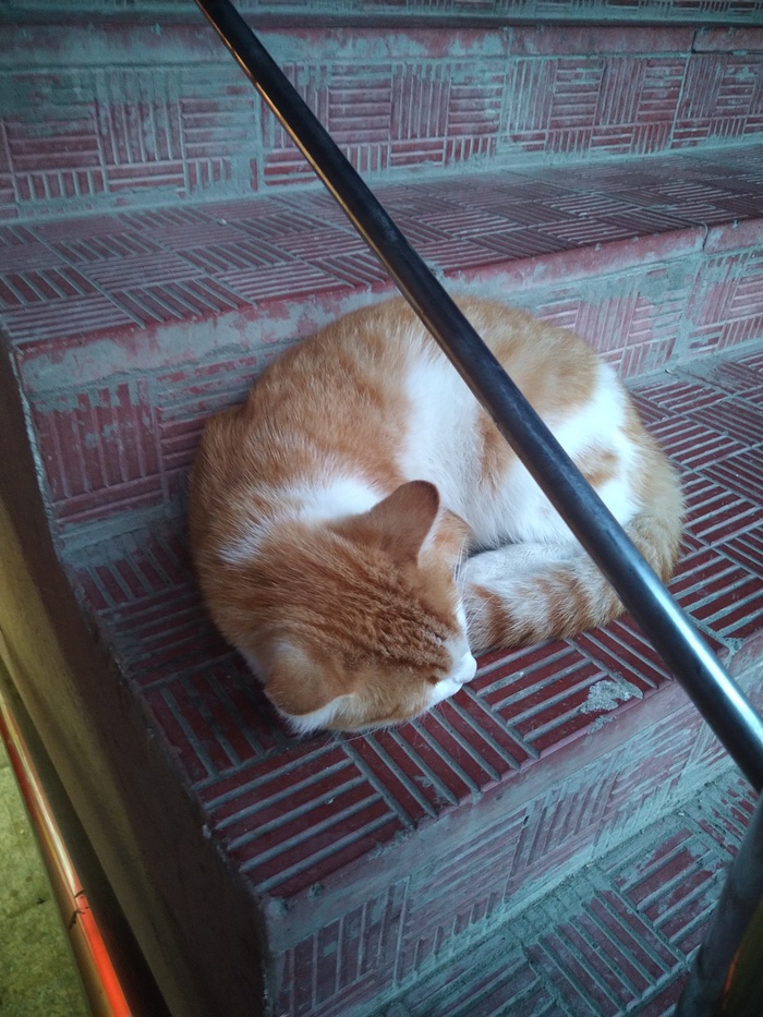 Встретил такого товарища на входе в КБ