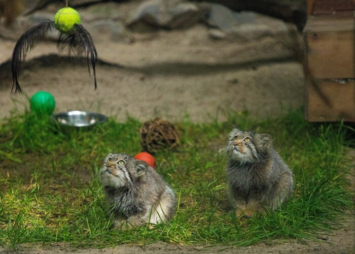 Подрастают