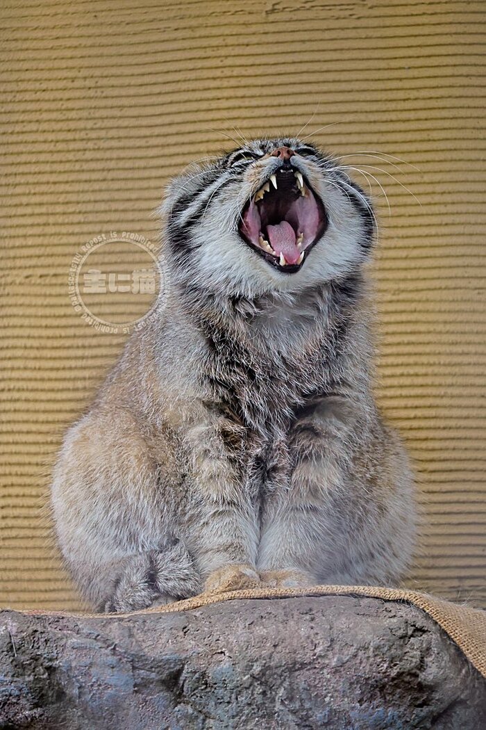 Я проснулся!!!