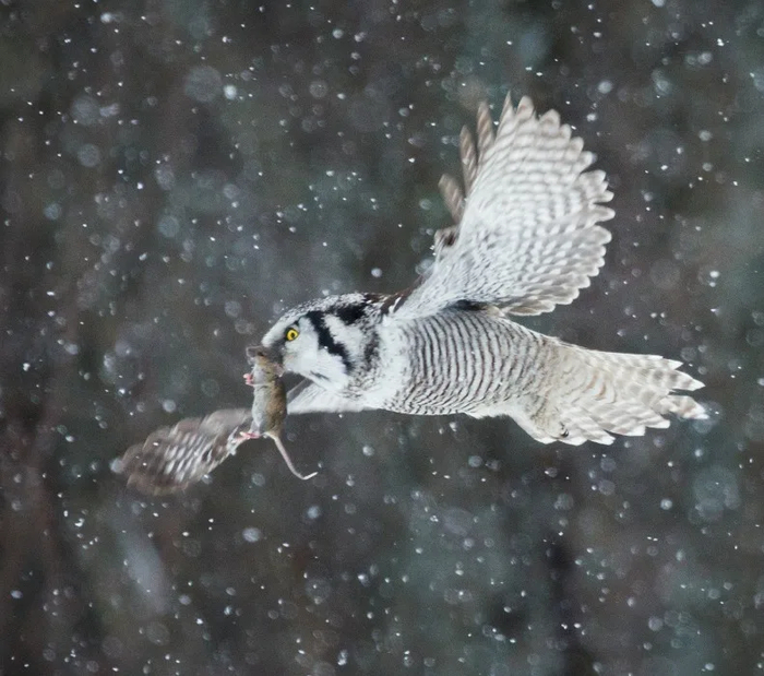 Ястребиная сова показывает большой мир маленькой мышке с высоты птичьего полета. Дружба — удивительная штука!