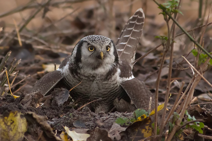 Мне говорили, что охотится днём бессмысленно. Но я пошел против системы и заселил сразу два континента! А чего добились вы?