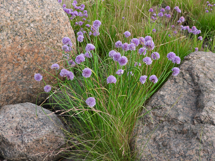 Фото Л. Головневой.