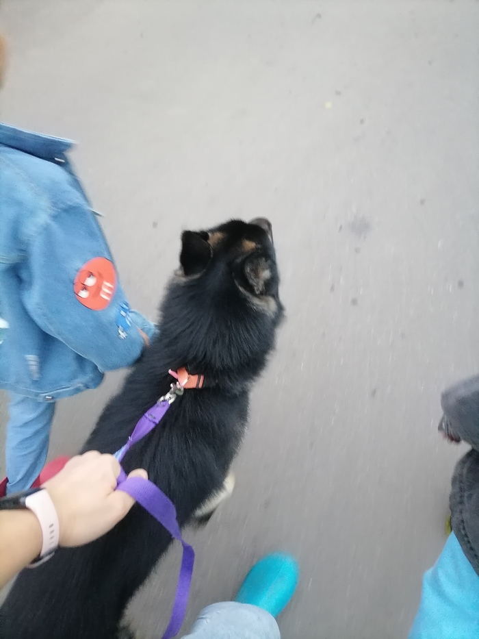 Помогите найти старых или новых хозяев! Собака, Без рейтинга, Москва, Потеряшка, Длиннопост