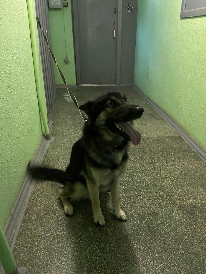 Помогите найти старых или новых хозяев! Собака, Без рейтинга, Москва, Потеряшка, Длиннопост