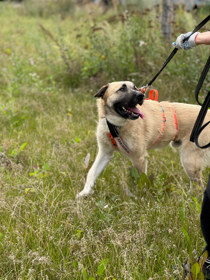 Байкал. Энергичный добряк с харизмой