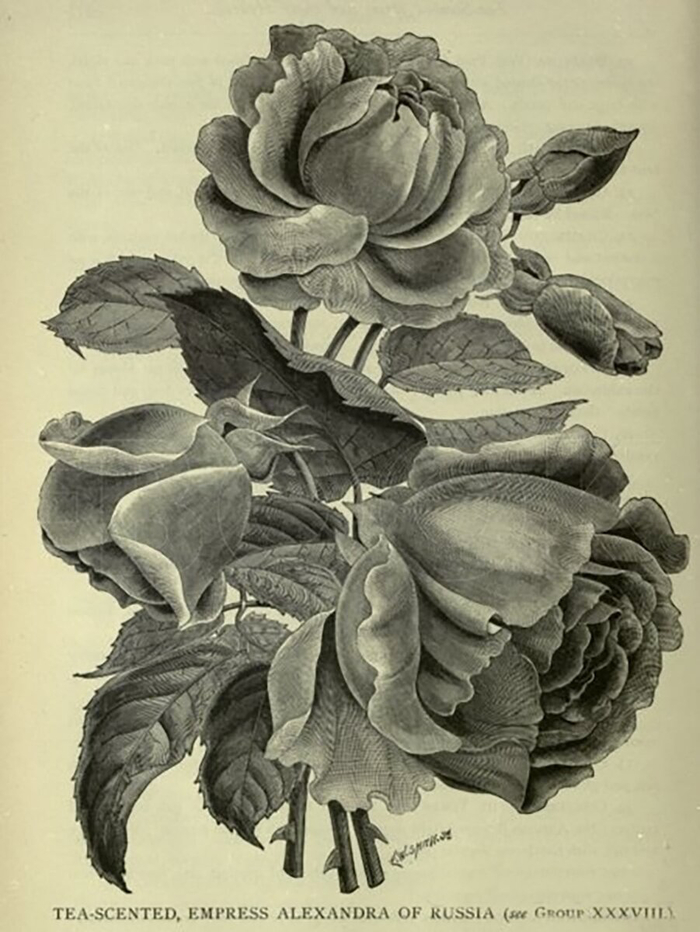 ‘Empress Alexandra of Russia’ (T, William Paul, 1897)