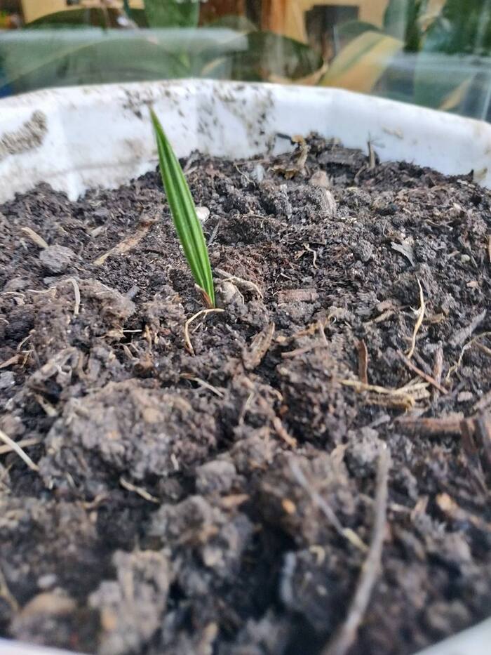 Первый листик финик (2019 г.)