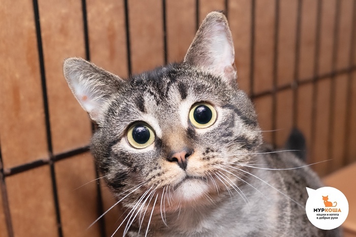 Кот Кукизавр – 2 года, найден на улице. Диагностирован ВЛК. Пристраивается единственным котиком или в семью с кошками-носителями ВЛК. Обращаем внимание, что ВЛК не опасен для человека и животных других видов и не передается им.