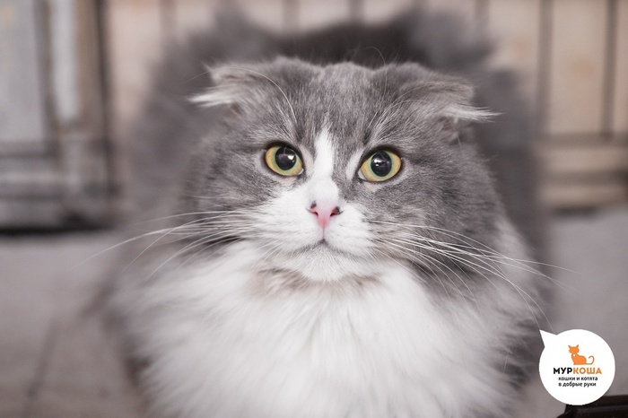 Кошка Рудбекия — 1 год, найдена в городе Сочи. Диагностирован ВИК.Пристраивается единственной кошечкой или в семью с кошками-носителями ВИК. Обращаем внимание, что ВИК не опасен для человека и животных других видов и не передаётся им.