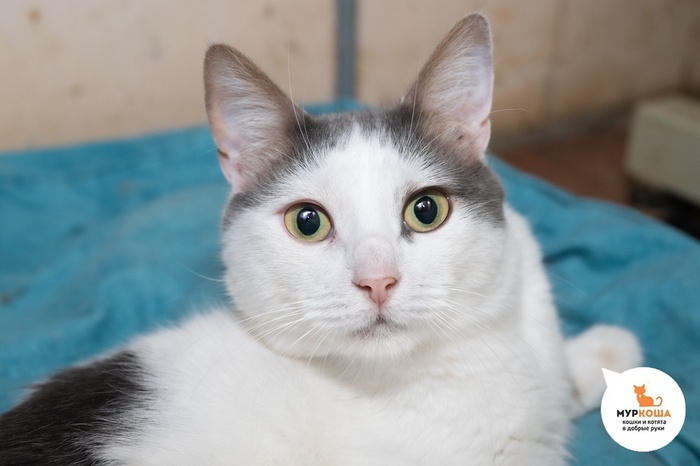 Кот Лацио – 4 года, домашний, котёнком был найден у магазина в Домодедово. Котик-спинальник, требуется особый уход.