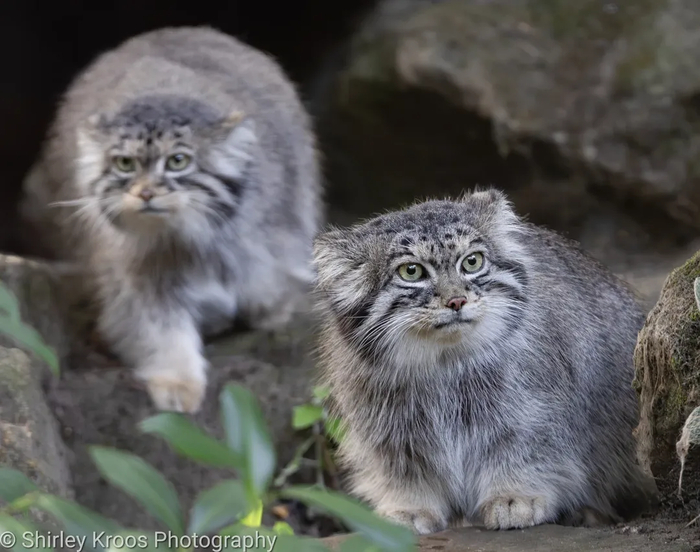 Сладкая парочка