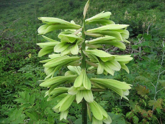   .    <!--noindex--><a href="https://pikabu.ru/story/liliya_glena_13108164?u=http%3A%2F%2Fpro-dachnikov.com&t=pro-dachnikov.com&h=a66ec94e240bdb41e1066688d8702e092d937e55" title="http://pro-dachnikov.com" target="_blank" rel="nofollow noopener">pro-dachnikov.com</a><!--/noindex-->.