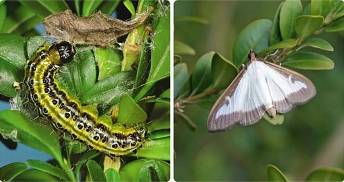   (  ).    <!--noindex--><a href="https://pikabu.ru/story/samshit_13114649?u=http%3A%2F%2Fsornyakov.net&t=sornyakov.net&h=fcc54fc7c47e81333bf3fdb08d26c97ed8522609" title="http://sornyakov.net" target="_blank" rel="nofollow noopener">sornyakov.net</a><!--/noindex-->.