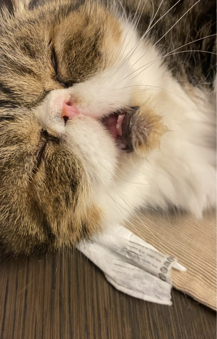 Он живой, просто спит так )