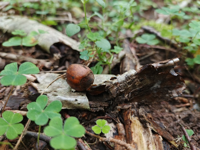 ��� ����� ���� ������. ������������� ���������� ������ 