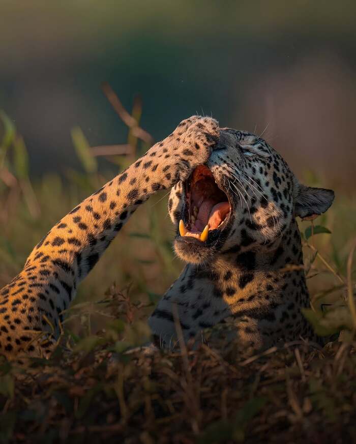 ! ,  ,  ,  ,  ,  ,  , Boop, 