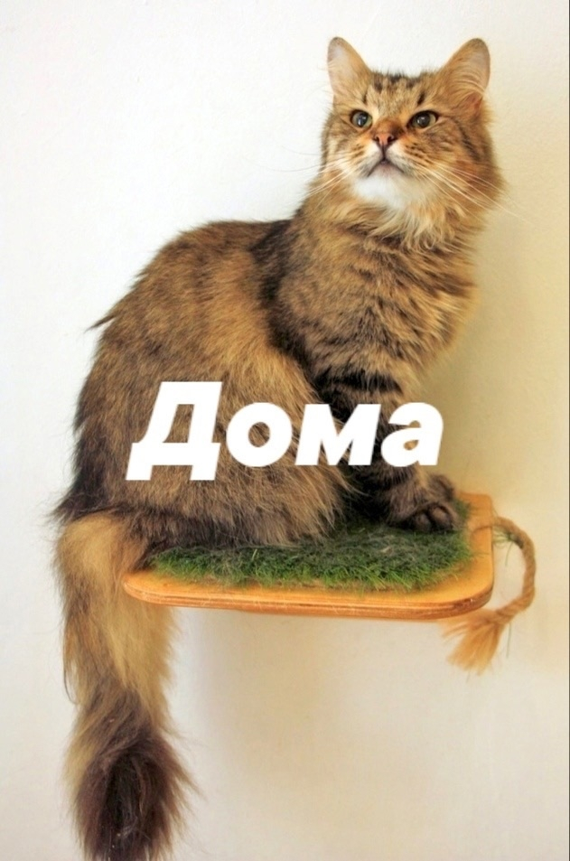 Фото из приюта