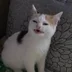 Kontuzik74