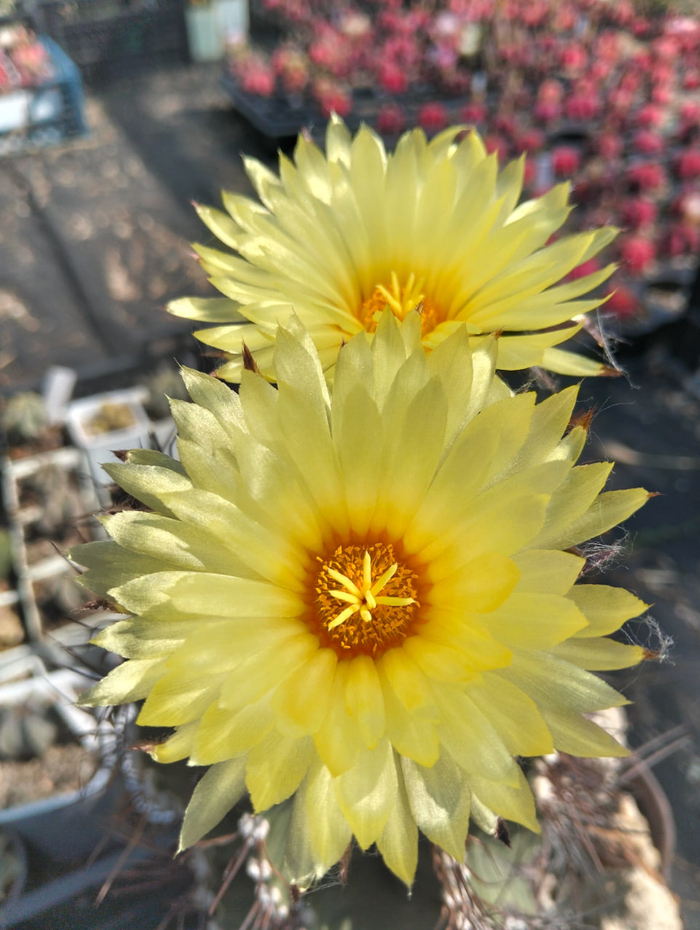   Astrophytum capricorne ,  , , , ,  , , ,  , 