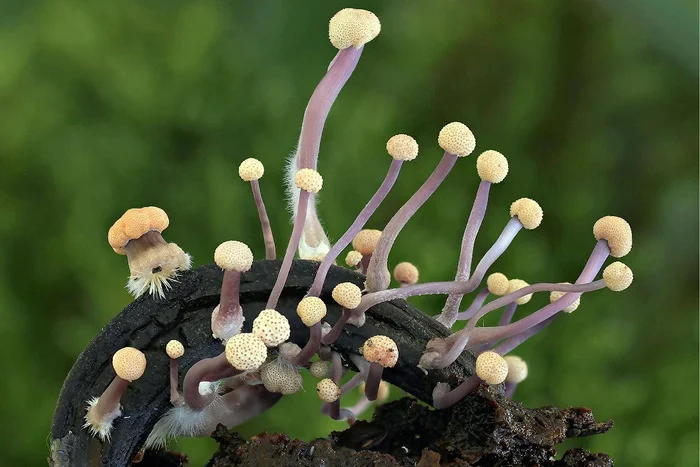 Это создание породило охоту на ведьм, и способствовало образованию Франции и Германии Биология, Дикая природа, Грибы, Спорынья, Длиннопост