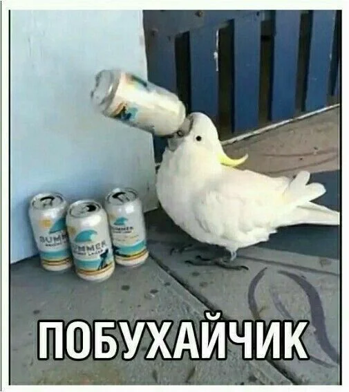 Я сейчас: - Юмор, Зашакалено, Картинка с текстом, Попугай