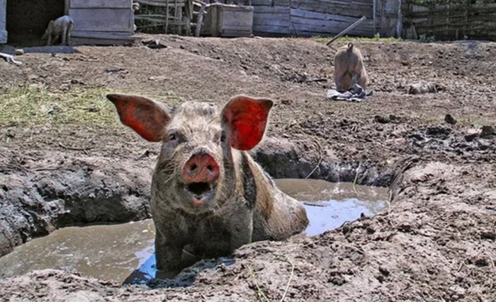 Ответ на пост «Обработка началась...»