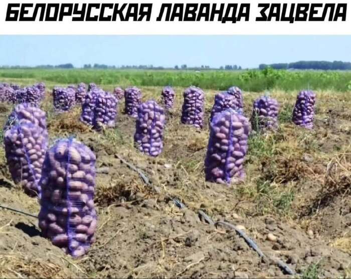 Хороший подарок жене