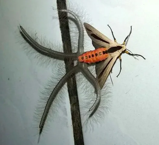 Арктиновая моль: монстр из ваших ночных кошмаров Познавательно, Факты, В мире животных, Удивление, Научпоп, Природа, Насекомые, Австралия, Ужас, Ужасы, Животные, Членистоногие, Длиннопост Арктиновая моль: монстр из ваших ночных кошмаров Познавательно, Факты, В мире животных, Удивление, Научпоп, Природа, Насекомые, Австралия, Ужас, Ужасы, Животные, Членистоногие, Длиннопост