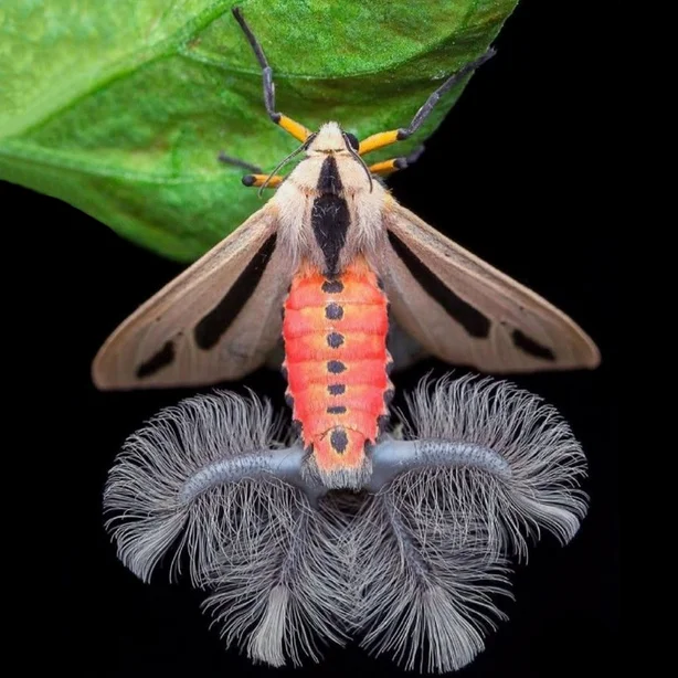 Арктиновая моль: монстр из ваших ночных кошмаров Познавательно, Факты, В мире животных, Удивление, Научпоп, Природа, Насекомые, Австралия, Ужас, Ужасы, Животные, Членистоногие, Длиннопост Арктиновая моль: монстр из ваших ночных кошмаров Познавательно, Факты, В мире животных, Удивление, Научпоп, Природа, Насекомые, Австралия, Ужас, Ужасы, Животные, Членистоногие, Длиннопост