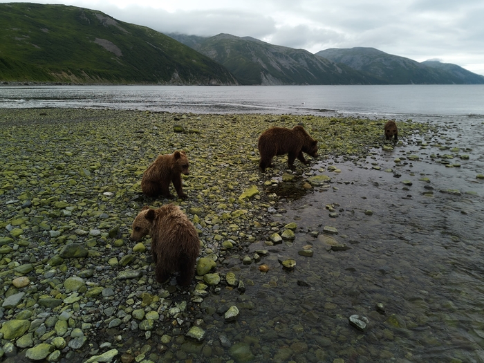 Медведица Маша с медвежатами.