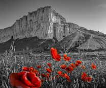 ��� ����