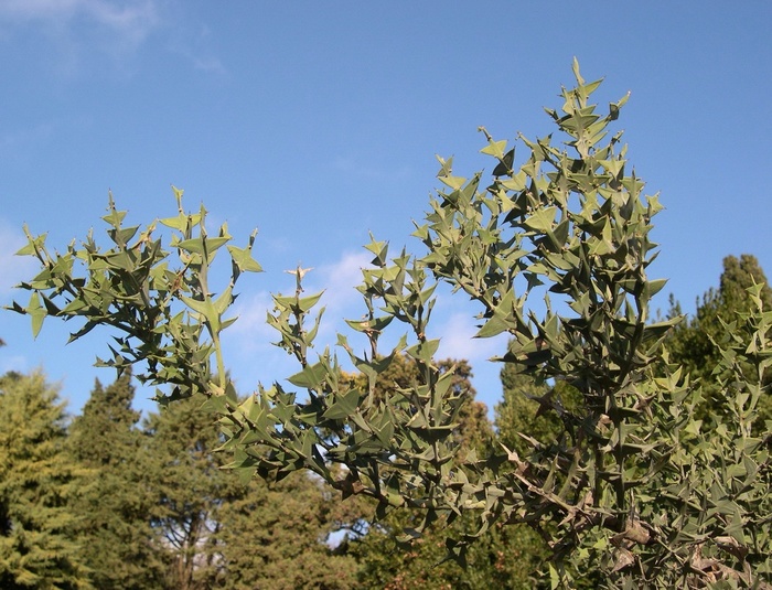     .    <!--noindex--><a href="https://pikabu.ru/story/kustarniki_kolletsiya_krestovidnaya_13141896?u=http%3A%2F%2Fjalita.com&t=jalita.com&h=fc22779ca024a23bb0e8a2c380ab31e2cf6ceb91" title="http://jalita.com" target="_blank" rel="nofollow noopener">jalita.com</a><!--/noindex-->.