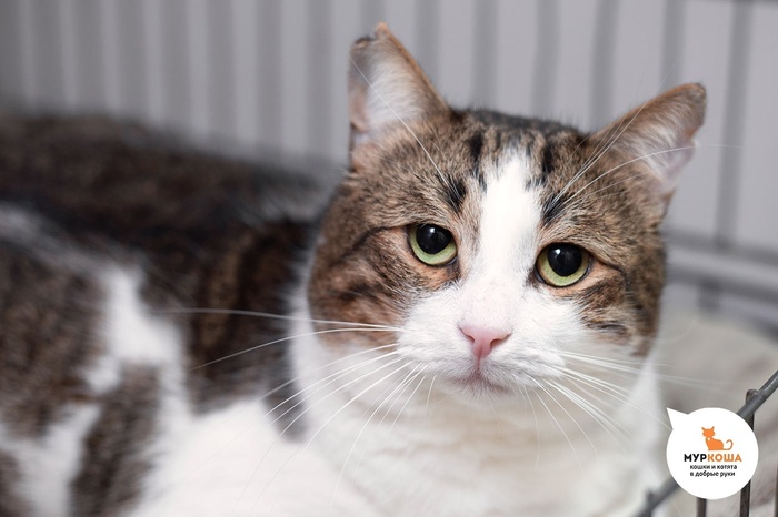   - 4 ,   .  , .        - , .  ,  ,             .