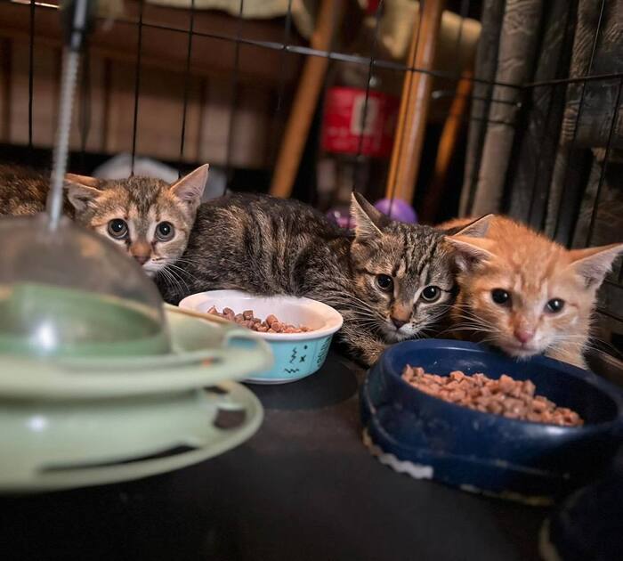 Котята из домов под реновацию срочно ищут дом!