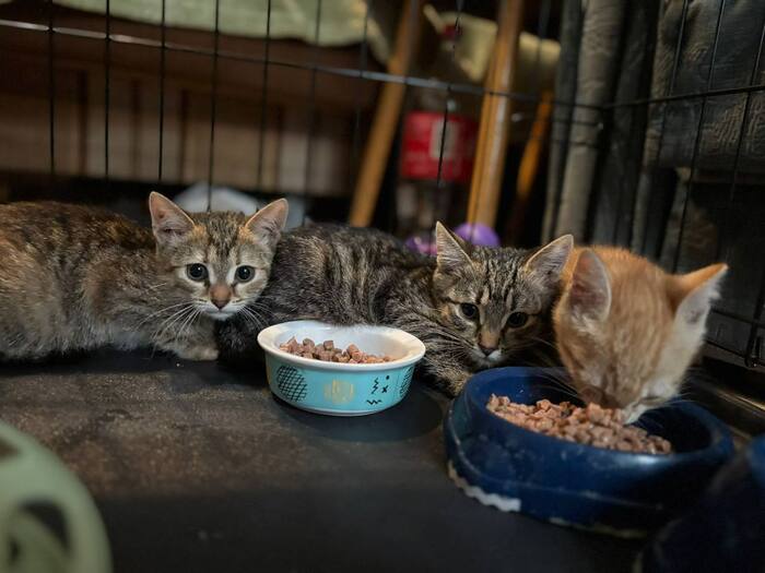 Котята из домов под реновацию срочно ищут дом!