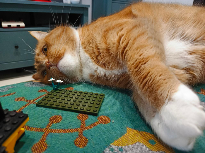 "потрогай траву, потрогай траву... достали"