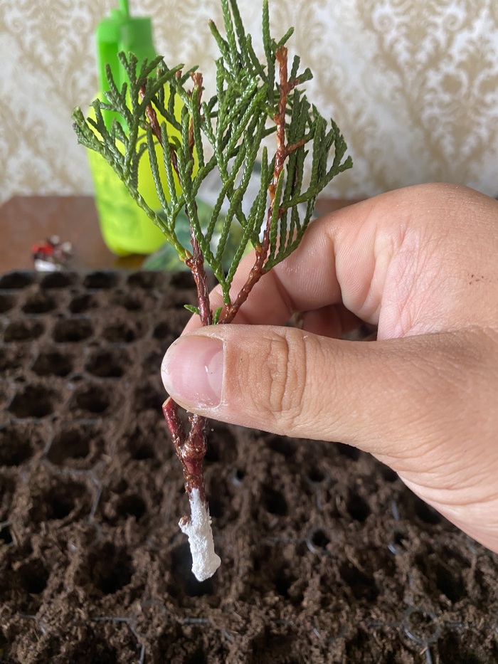 Черенок туи Смарагд