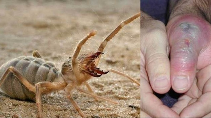 Сольпуга. Смерть, крадущаяся в тенях пустыни