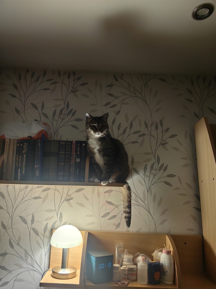 Кошка и лампа моя =)