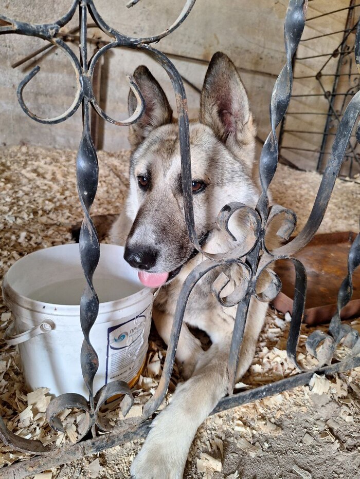 Ласковый и добрый пёс Гарри в приюте Приют, В добрые руки, Бездомные животные, Лига Добра, Передержка, Москва, Московская область, Без рейтинга, Собака, Собачники, Благотворительность, Добрые дела, Длиннопост