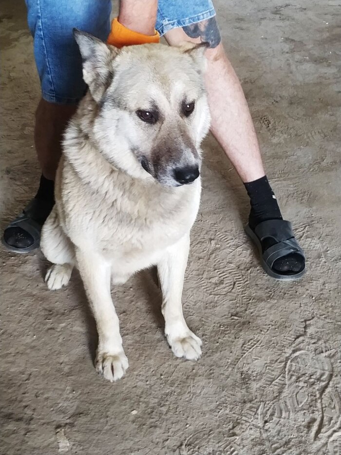 Ласковый и добрый пёс Гарри в приюте Приют, В добрые руки, Бездомные животные, Лига Добра, Передержка, Москва, Московская область, Без рейтинга, Собака, Собачники, Благотворительность, Добрые дела, Длиннопост