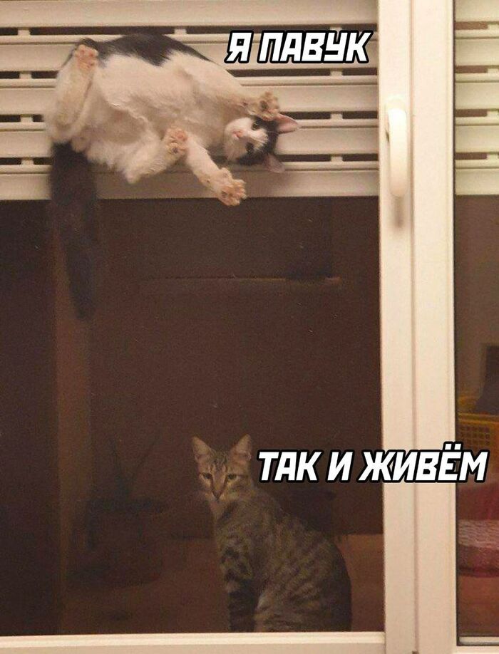   ,        , Pikabu Publish Bot, , , , -, , 