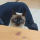   videogolovka