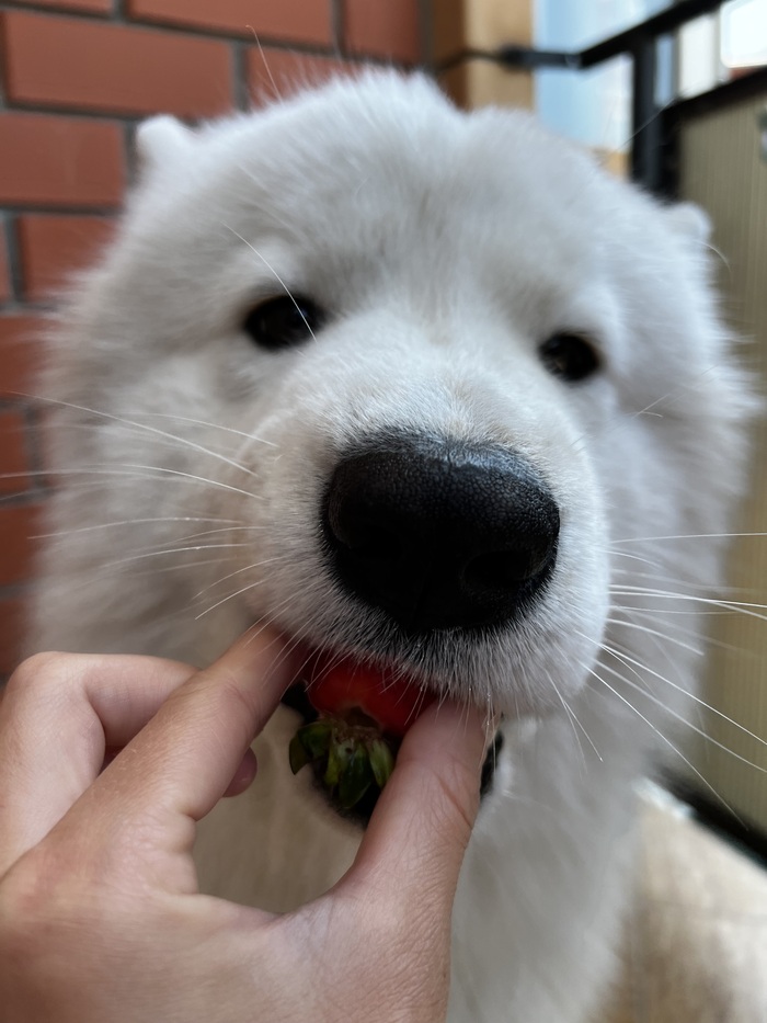 ������ ��������