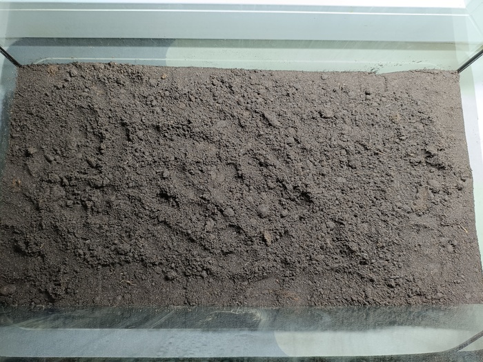 Тропический лес от начала до сегодняшнего дня Растения, Проект, Тропики, Лес, Длиннопост